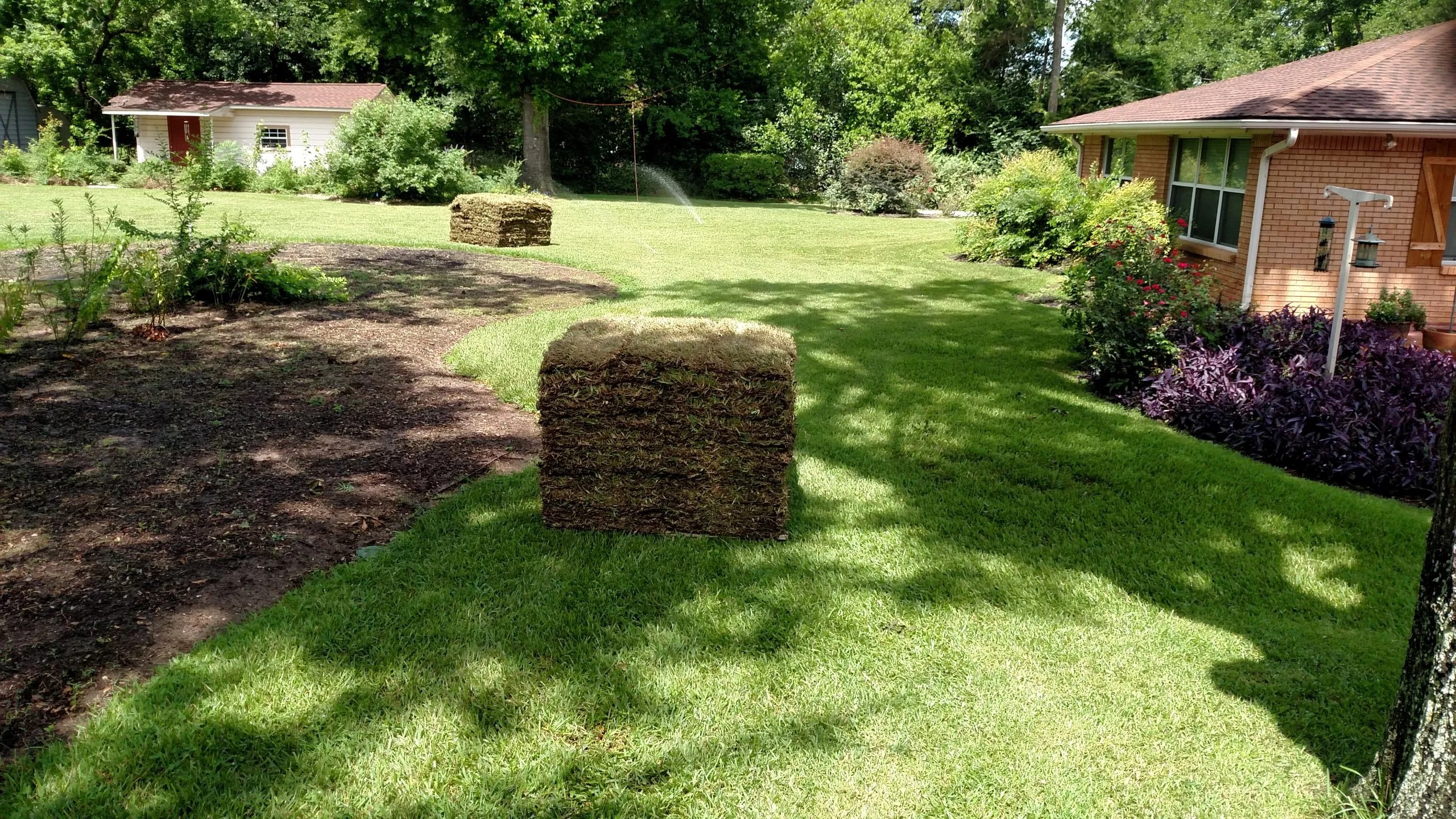 The Best Types of Grass for Texas Lawns The Grass Store