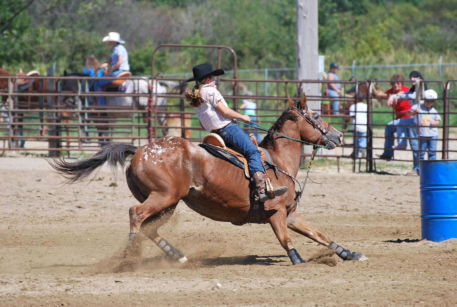Lamar Community College Antelope Stampede The Great High Prairie Prowers County, Lamar, Colorado