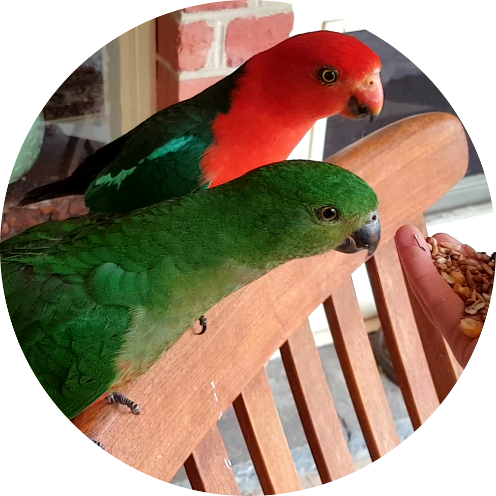 Backyard Birds of Australia The Great Protein Challenge