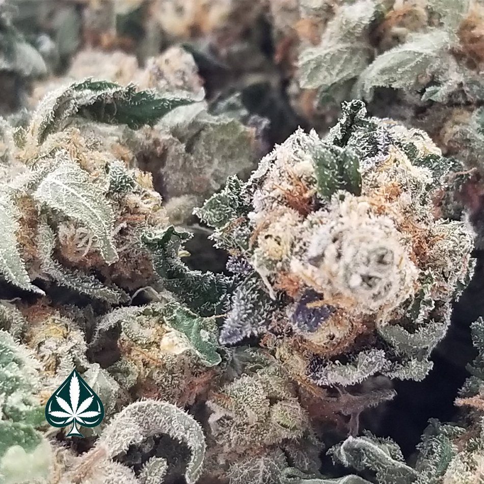 Ghost Breath OG Smalls Indica Dominant Hybrid AAAA
