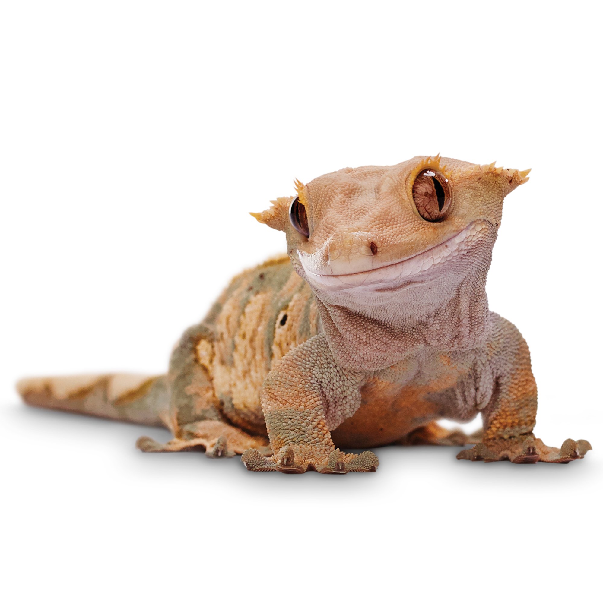 CRESTED GECKO DIET 85gr, suplementos para geckos que comen fruta