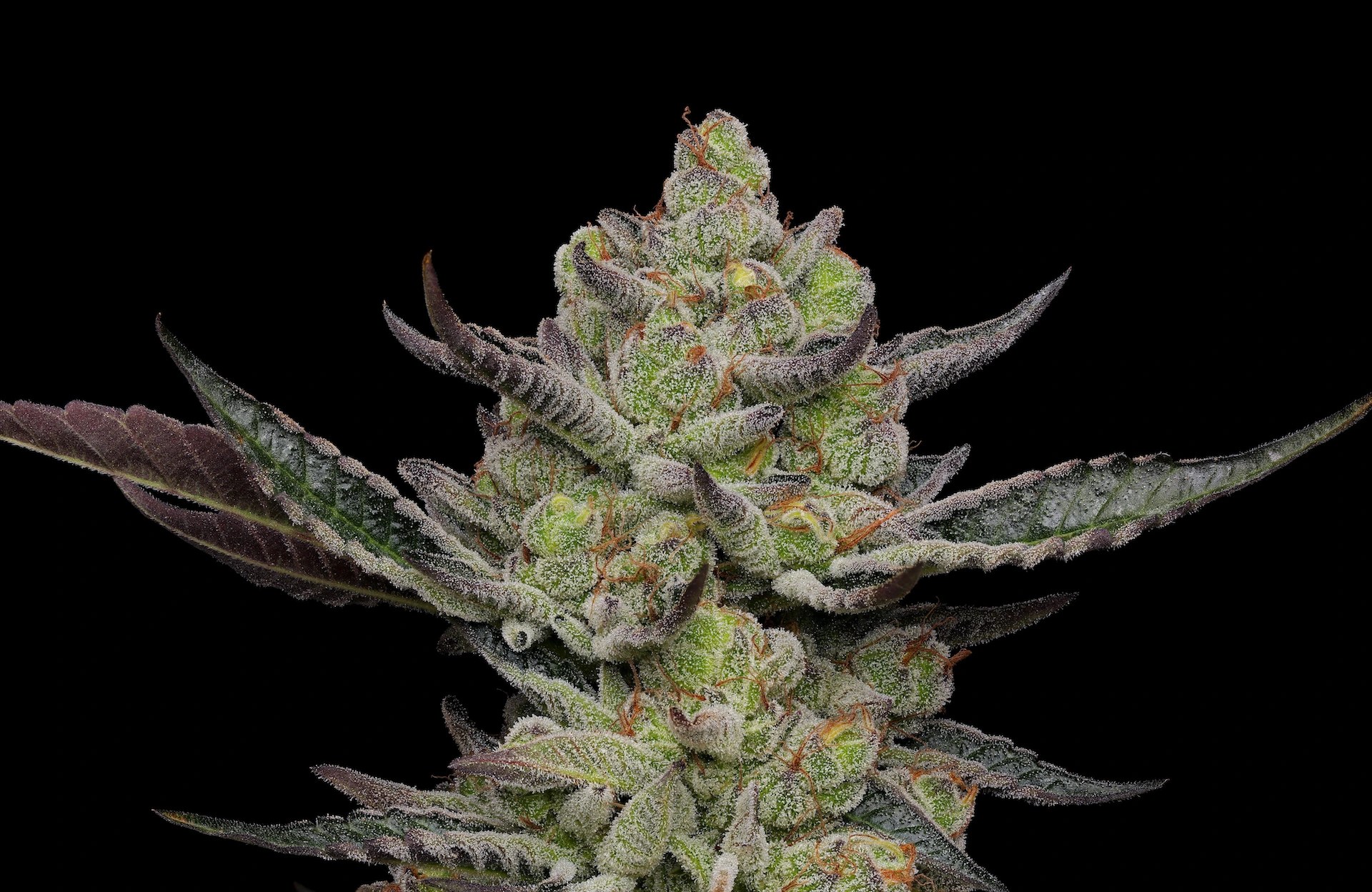 Strain Review Spanish Moon Surrey Weed Delivery