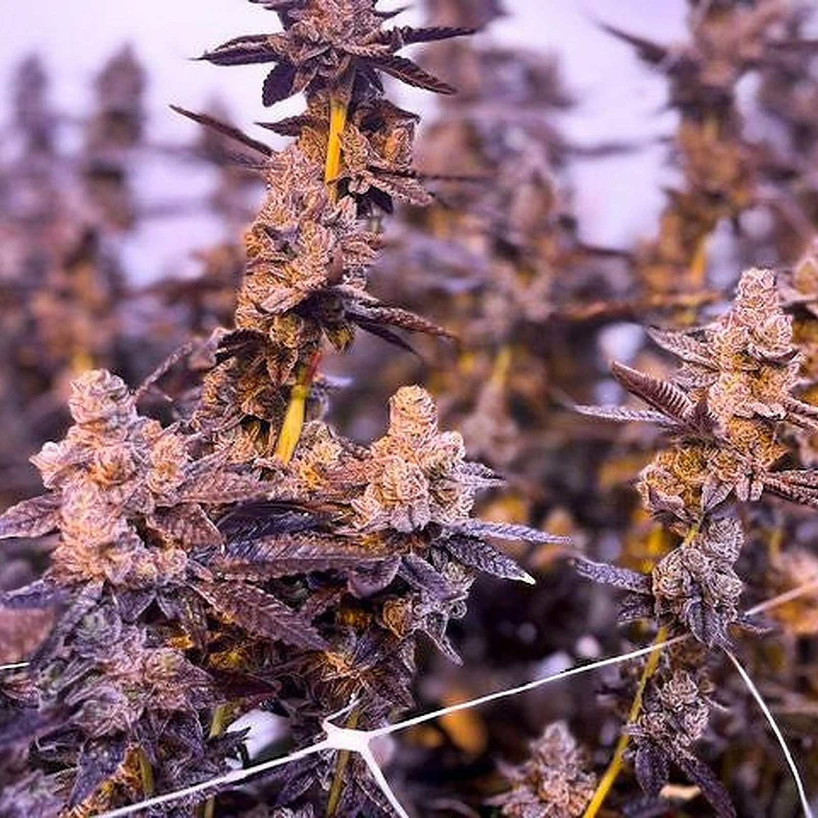 Strain Review White Truffle Weed Delivery TriCities