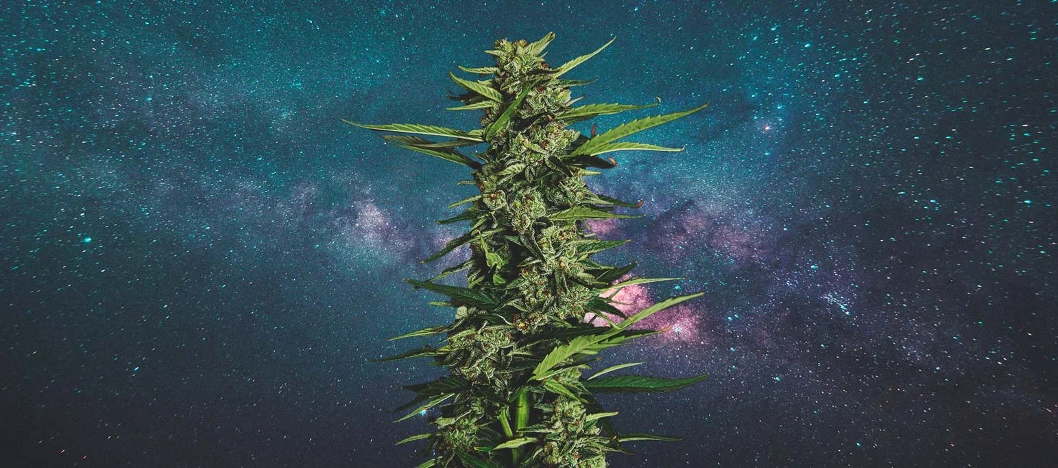 Galactic Cake A Cosmic Journey into the World of The Galactic Cake