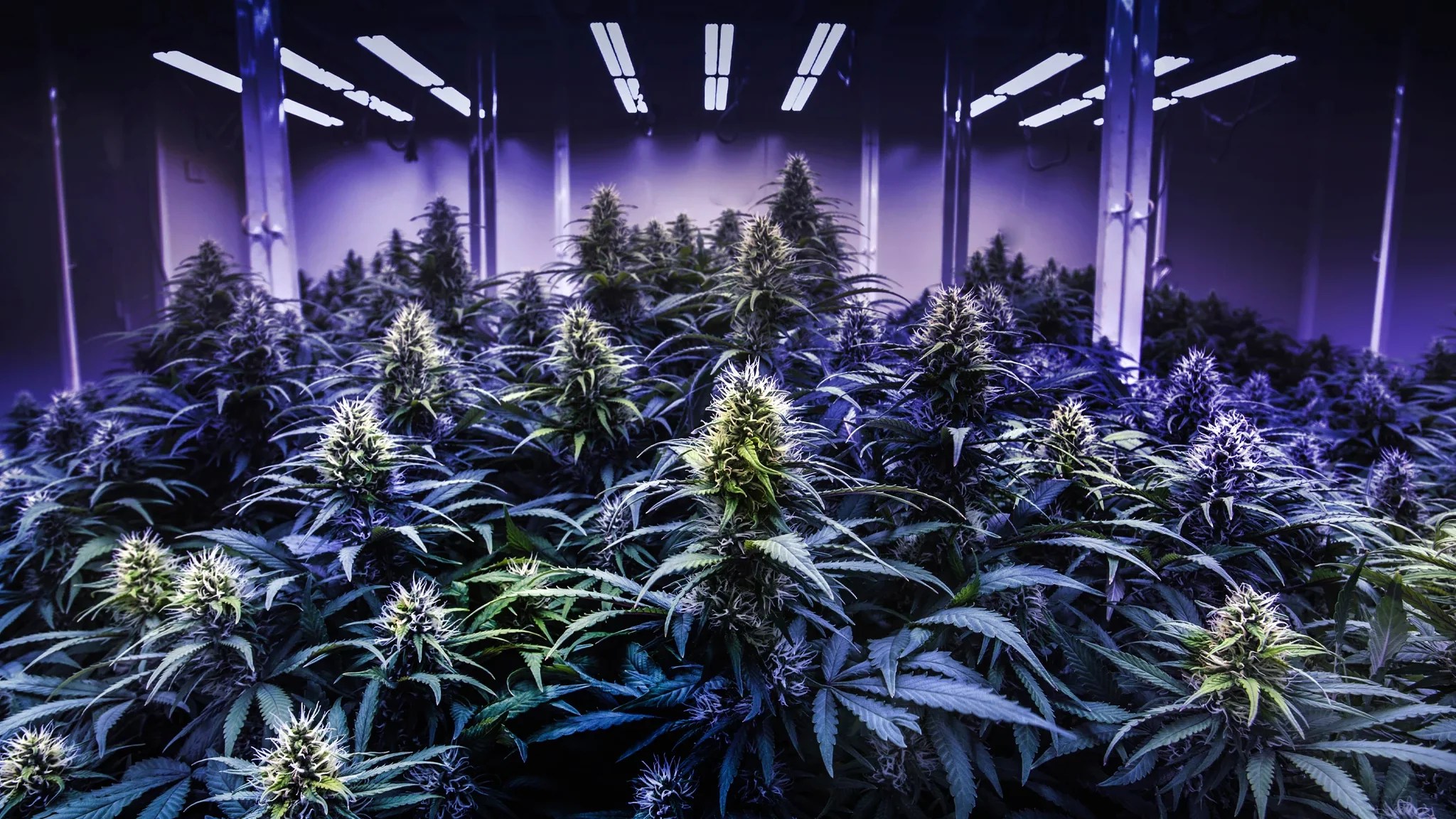 Growing Weed Outdoor vs. Indoor vs. Greenhouse Weed Delivery Victoria