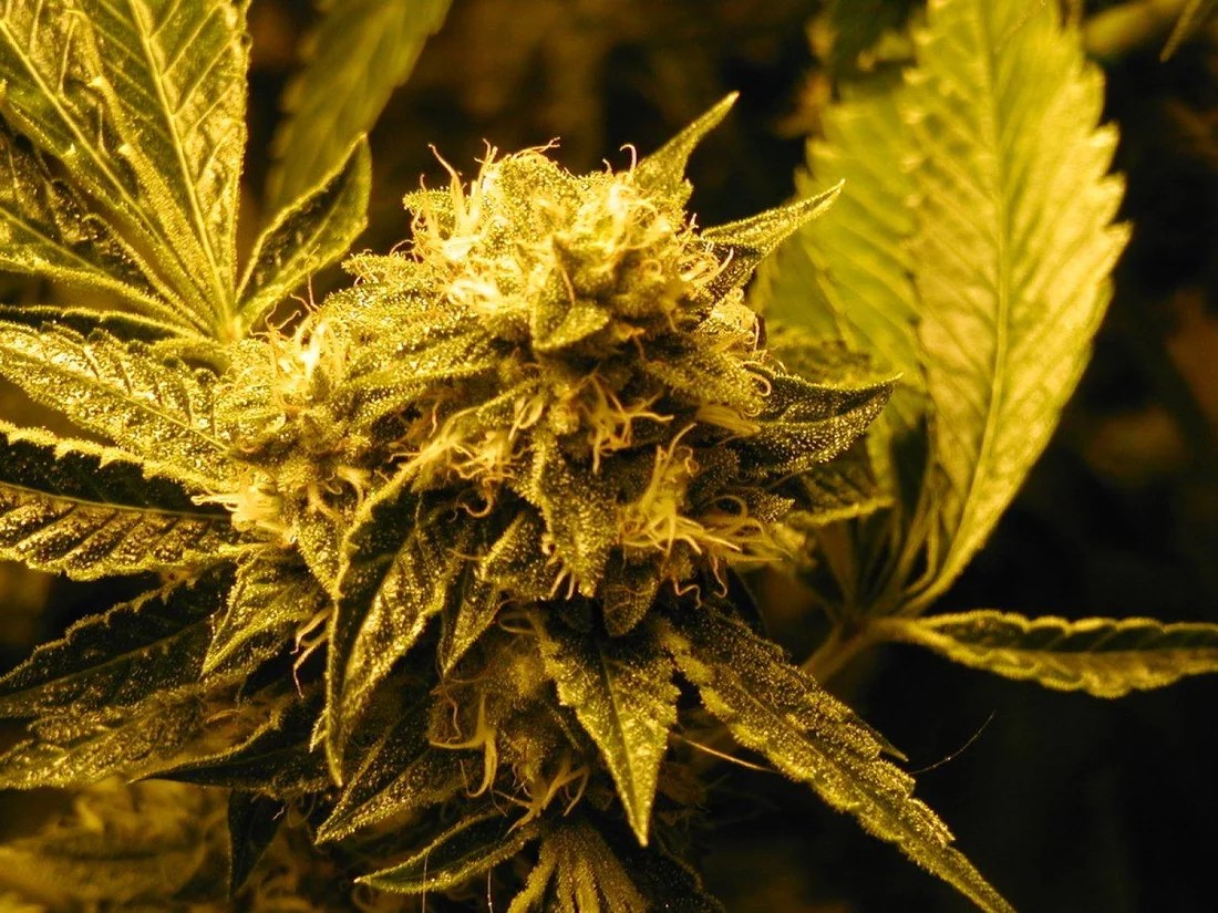 Strain Review Lemon Larry Weed Delivery Victoria