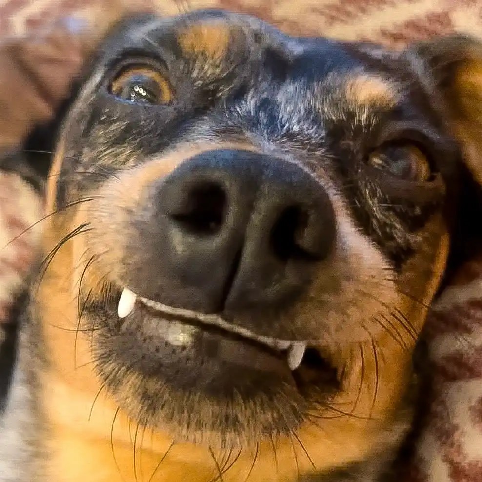 How To Brush A Dog's Teeth Even If They Hate It! The Green Pet Project