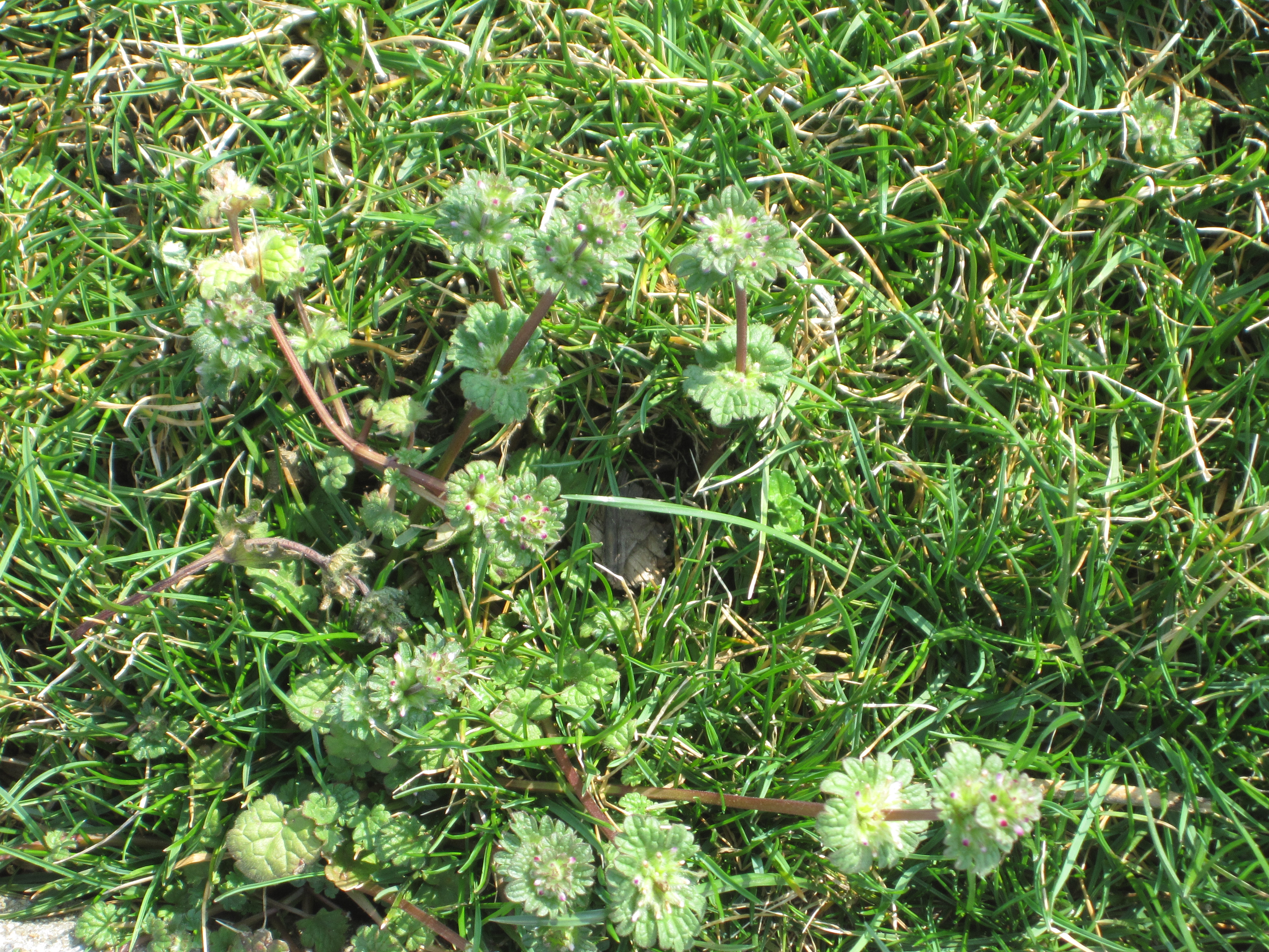 Purple Henbit Images & Pictures - Becuo