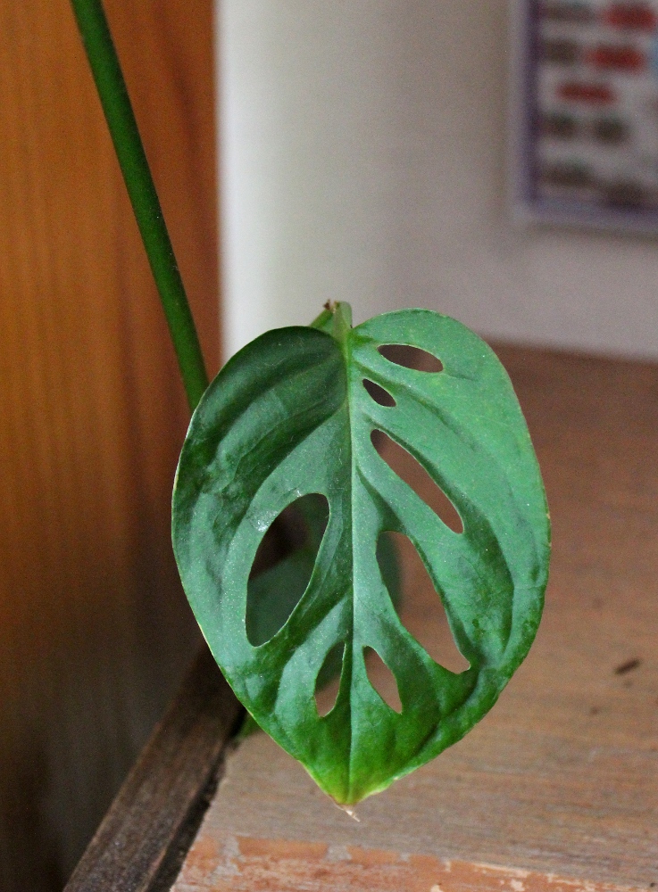Monstera Obliqua/Swiss Cheese Vine as Plant Totem The Green Wolf