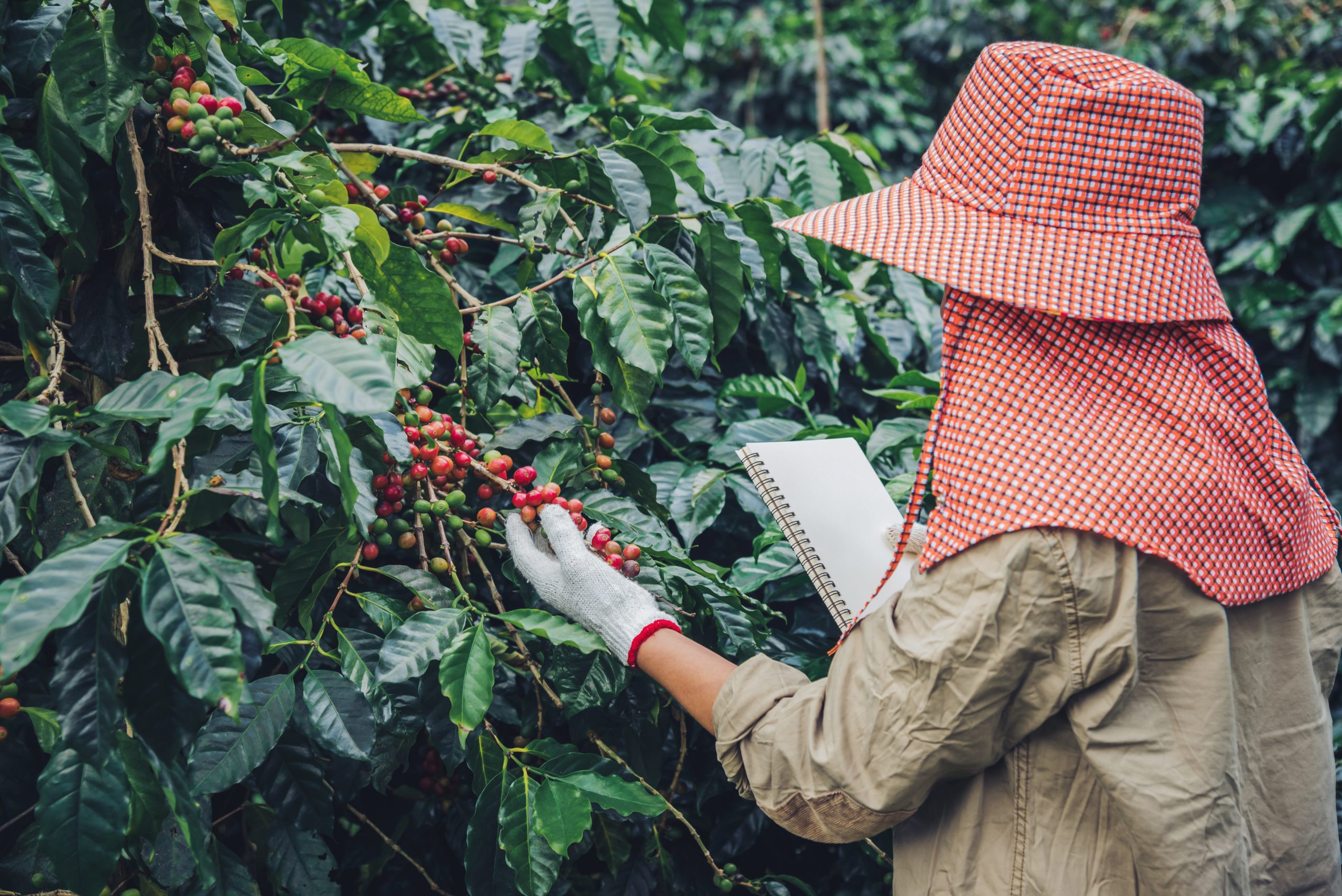 Gardeners who hold a notebook and are studying coffee trees, cof The