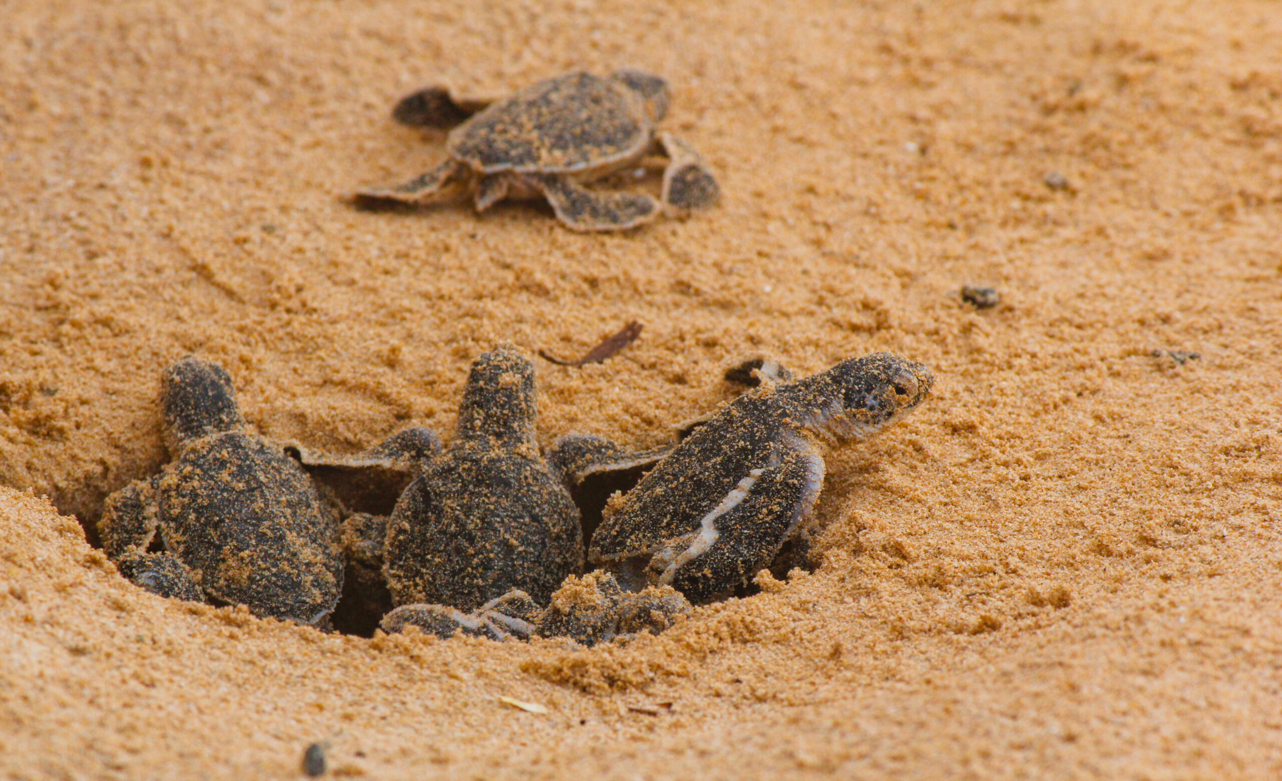 Rising heat led to birth of only female sea turtles in Fla. for last