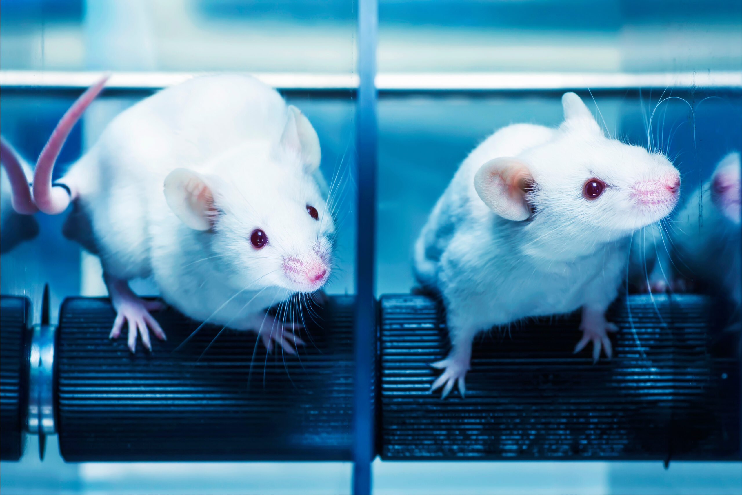 Scientists used cells from only male mice to make mice babies, raising