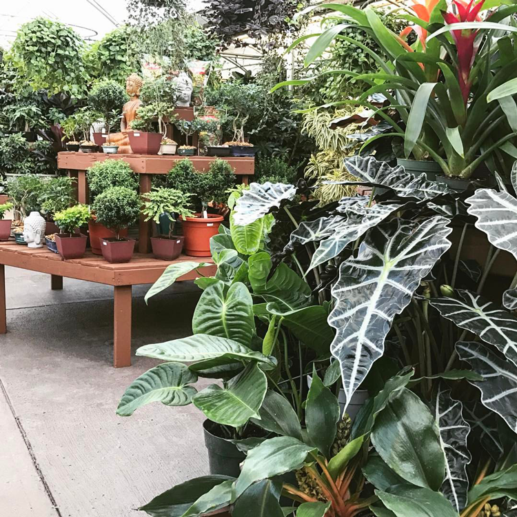 Your Guide to 13 Northern Colorado Garden Centers, Nurseries + Greenhouses The Group Fort
