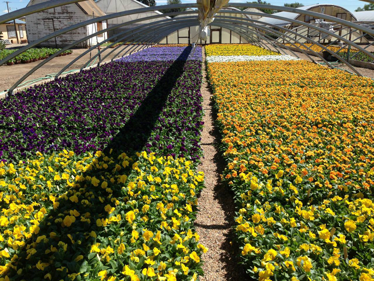 Your Guide to 13 Northern Colorado Garden Centers, Nurseries + Greenhouses The Group Fort