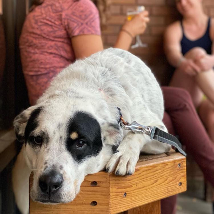 15 DogFriendly Breweries in Fort Collins, Mapped The Group Fort