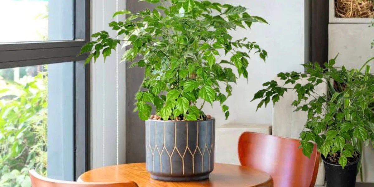 China Doll Plant Care Features, Benefits and Problems