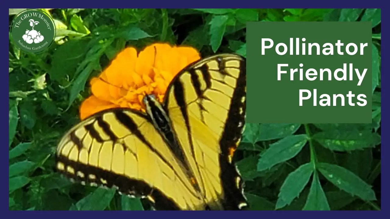 Pollinator Friendly Plants The Grow Monster