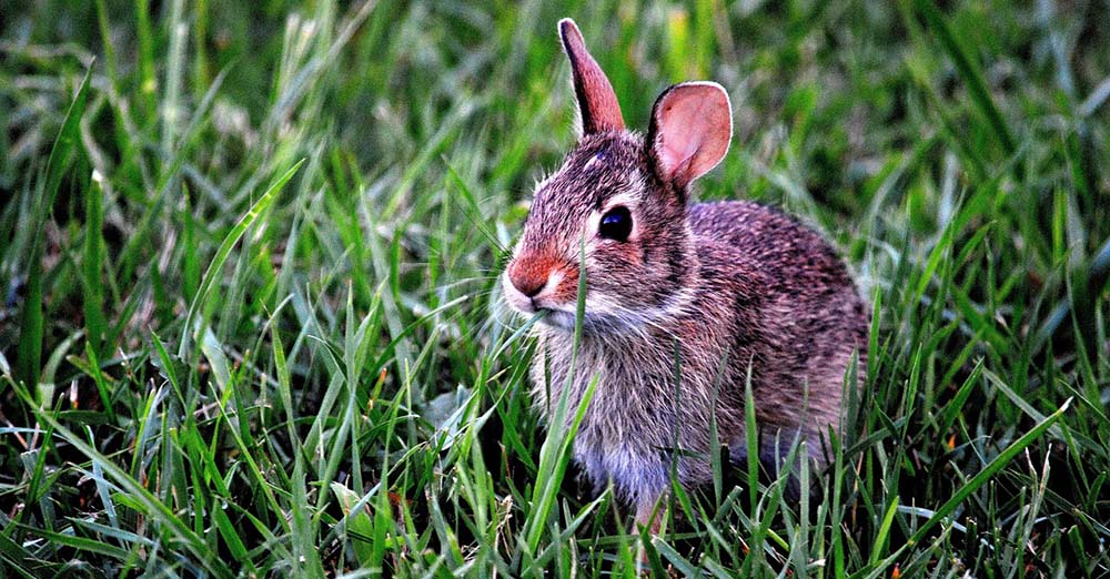 Meat Rabbits Raise Half Your Protein in 10 Minutes Per Day (VIDEO