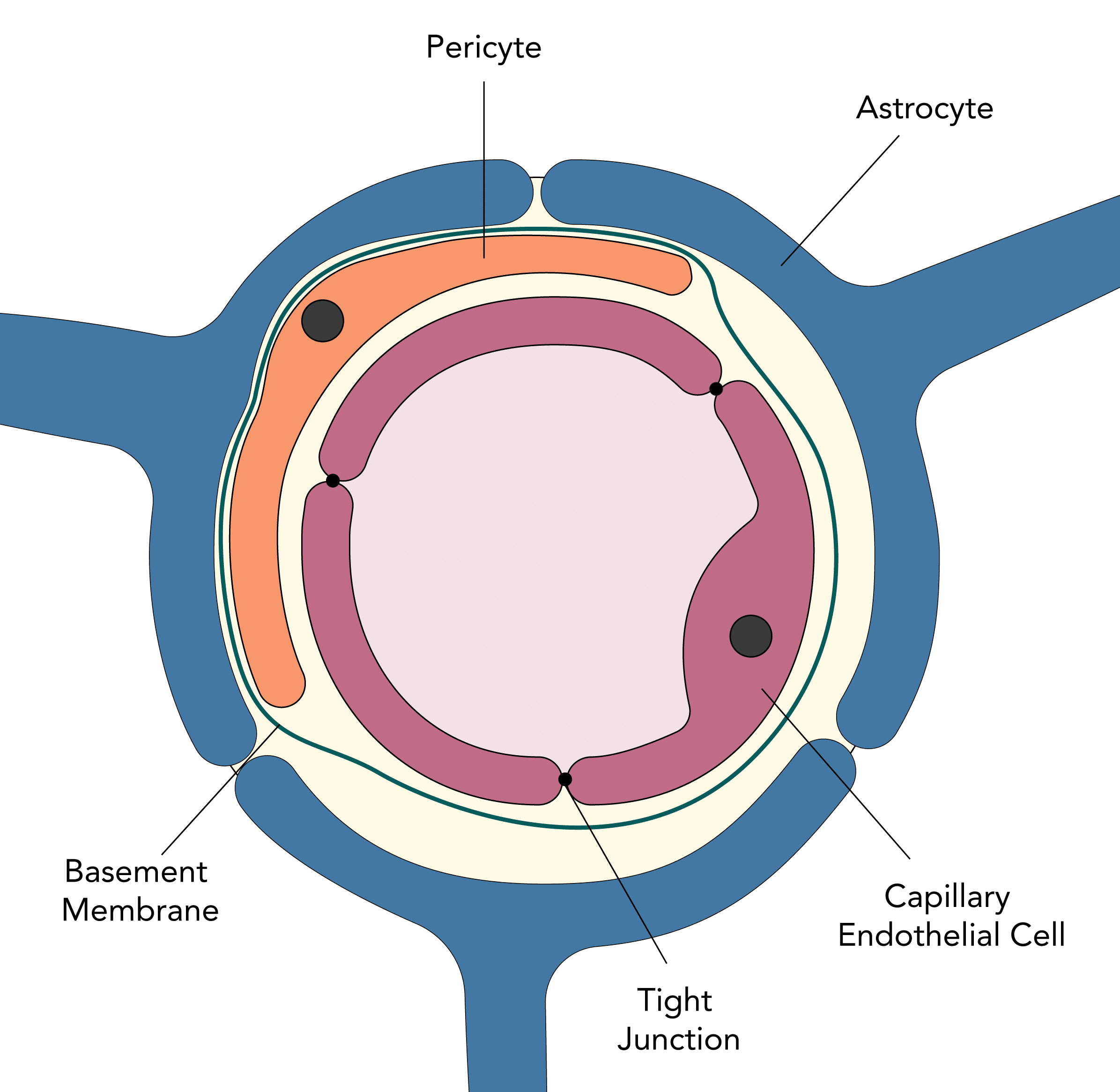 Cerebrospinal Fluid (CSF) & BloodBrain Barrier (BBB) Physiology