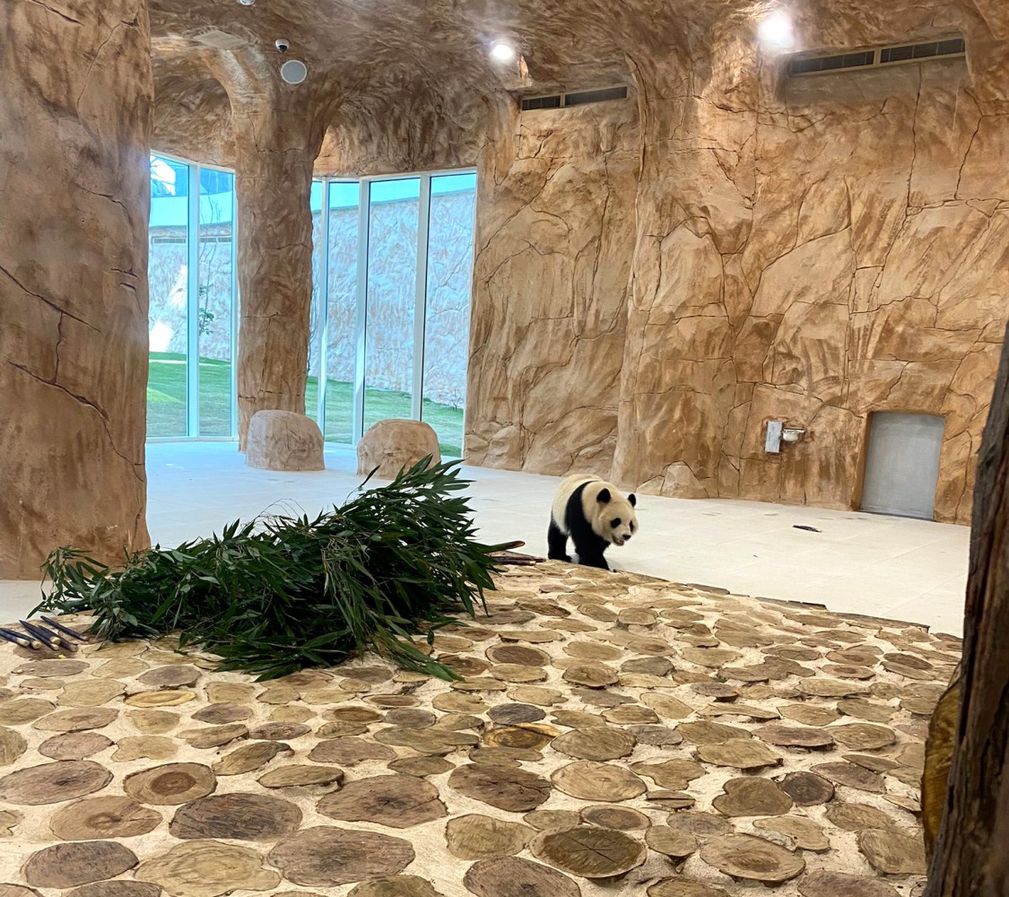 Two giant pandas arrive Qatar from China The Gulf Observer