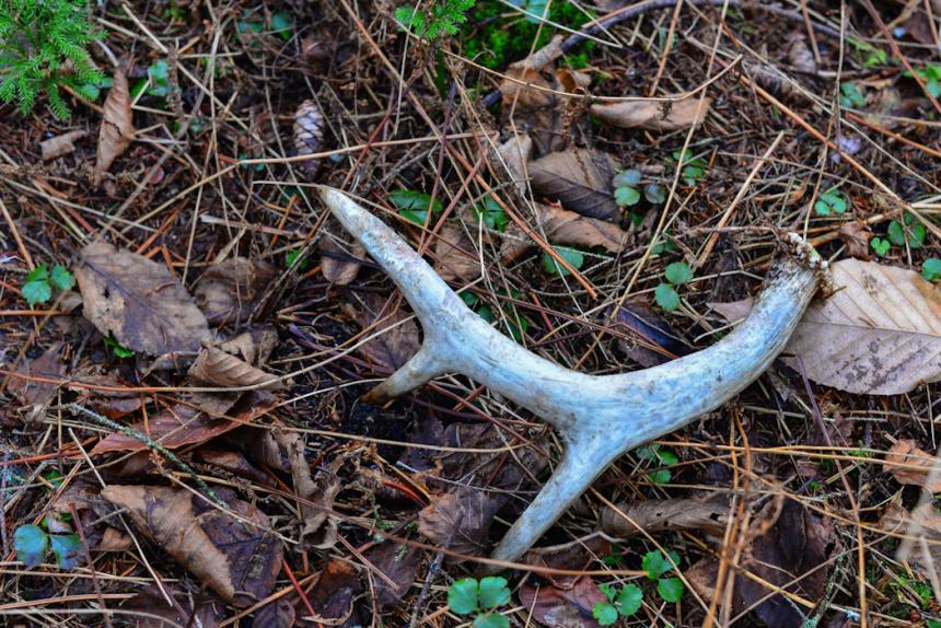 When Do Deer Shed and Why They Drop Their Antlers