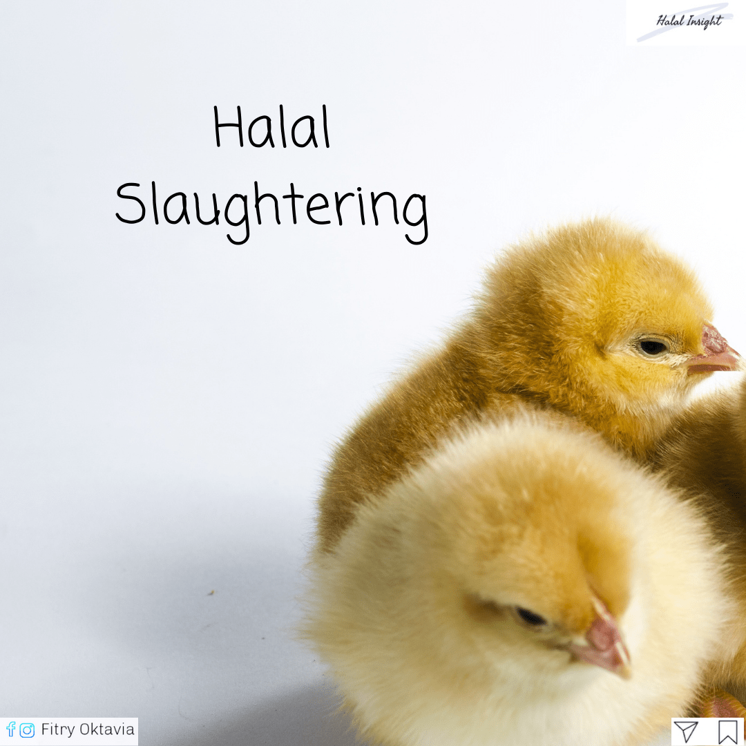 HALAL SLAUGHTERING The Halal Insights
