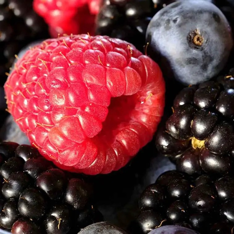 What Human Foods Can Chihuahuas Eat 20 Safe Human Foods for Chis