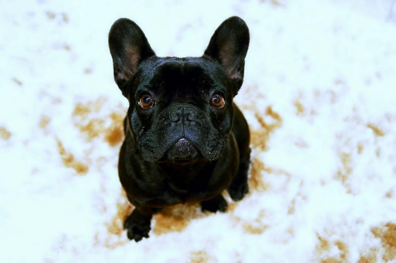 Best French Bulldog Shampoo 2022 (With Reviews!)