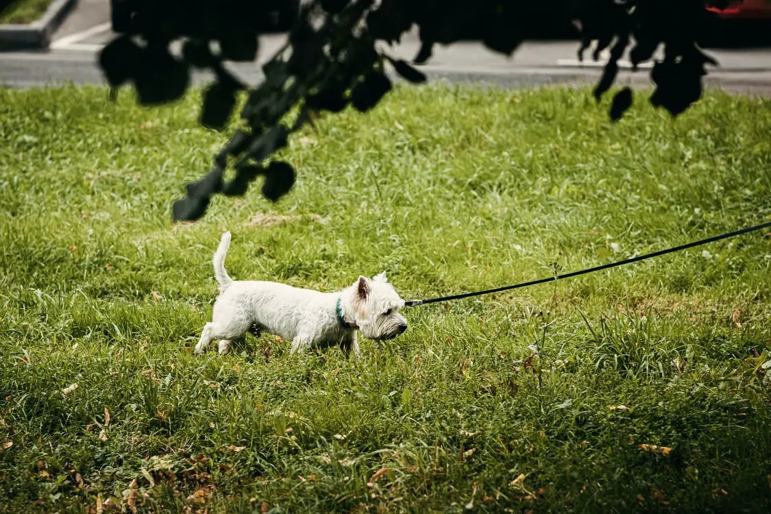 Why Do Yorkies Shake 2022 Guide (With Training Tips!)
