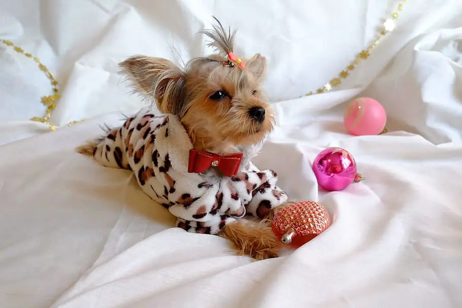 When Do Yorkies Change Color 2021 Guide (With Tips!)