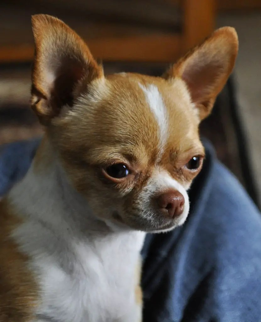 Do Chihuahuas Get Jealous & What to Do About It (2022)