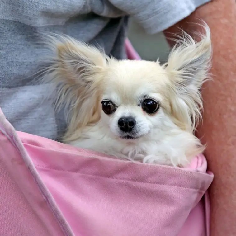 15 Reasons Why Do Chihuahuas Shake? & Tips On How to Stop It