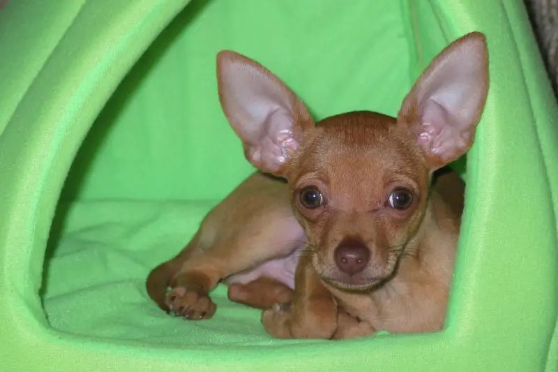 Why Do Chihuahuas Sleep Under Covers & Is It Safe (2022)