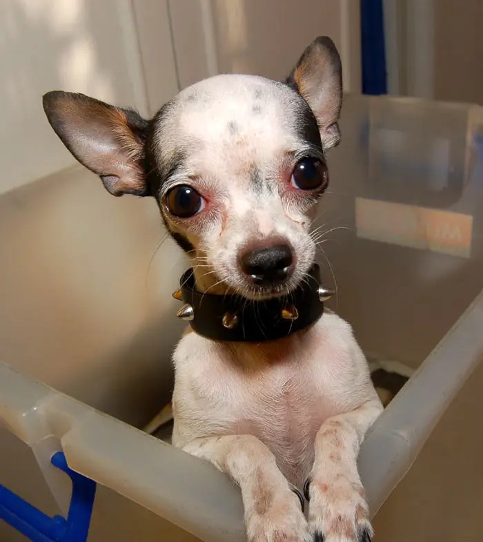 Do Chihuahuas Get Jealous & What to Do About It (2022)