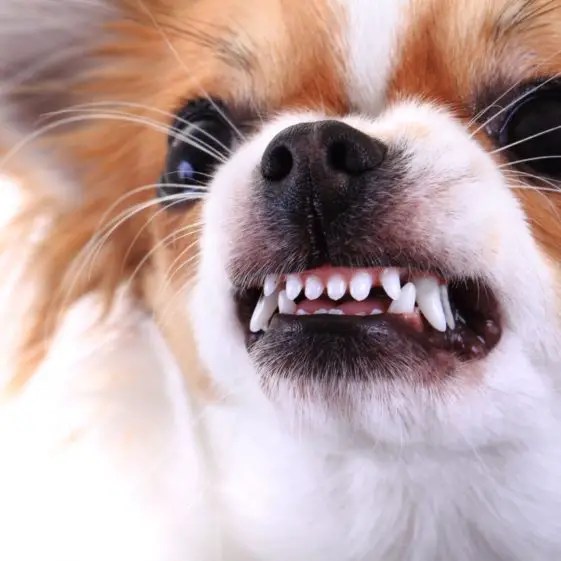Why Do Chihuahuas Bite Ankles? + 5 Easy Tips To Stop (Expert Guide)