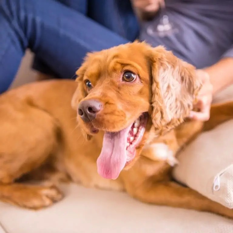 Why Do Chihuahuas Bite Ankles? + 5 Easy Tips To Stop (Expert Guide)