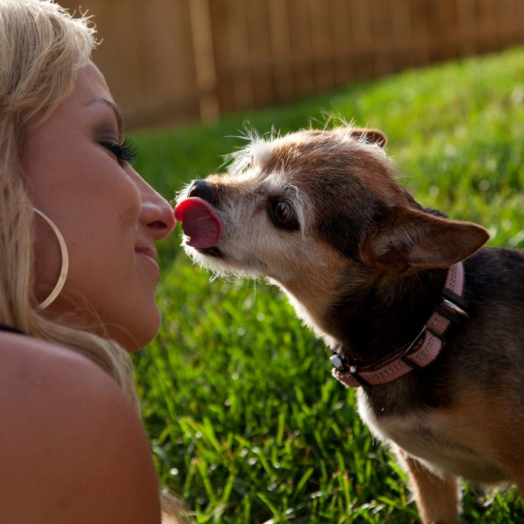 Why Do Chihuahuas Bite Ankles? + 5 Easy Tips To Stop (Expert Guide)