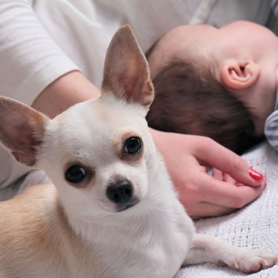 Are Chihuahuas Good With Babies? 8 Sure Tips To Introduce + 8 DONTS