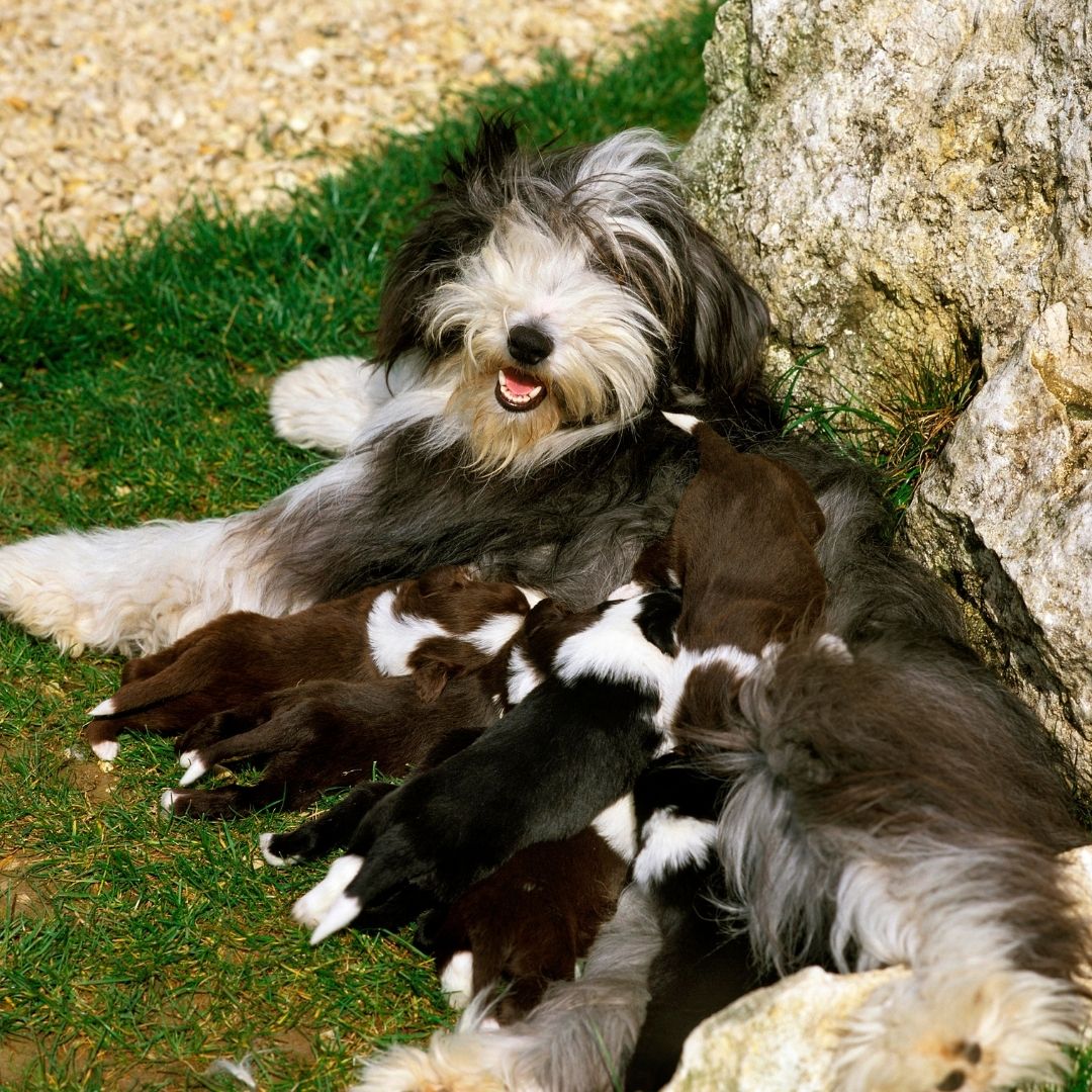 Do Dogs Miss Their Mom? + 5 Ways To Help Them Cope