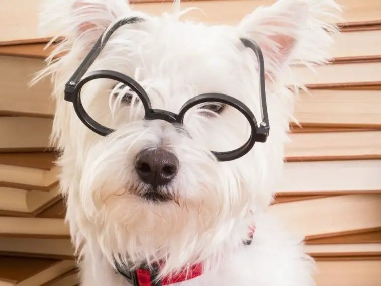 How Long Is A Dog's Memory Span? +14 Dog's Memory FAQs