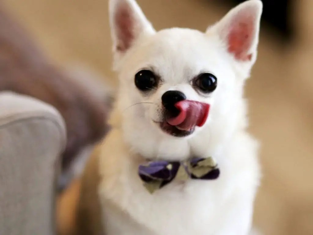 Why Do Dogs Keep Licking Their Nose? 12 Reasons + 4 Tips To Stop