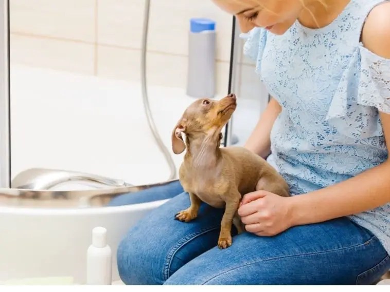 Why Do Dogs Sit Next To You In The Bathroom? +5 Logical Explanations