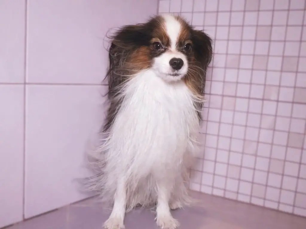 Why Do Dogs Sit Next To You In The Bathroom? +5 Logical Explanations