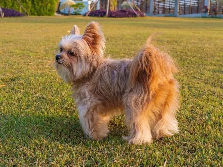 How To Keep Dogs From Pooping In Your Yard? +7 Ways to Stop This