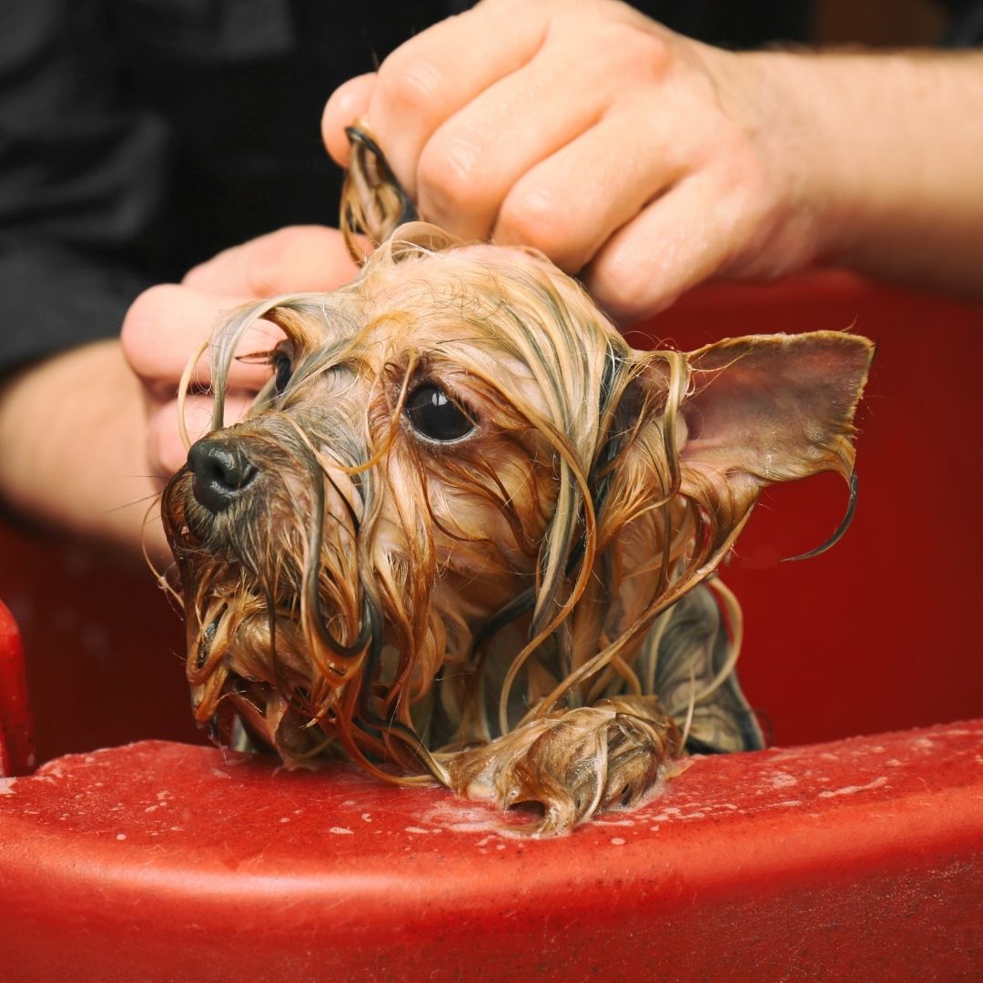Do Yorkies Have Human Hair? +8 Tips For Long, Shiny & Healthy Coat