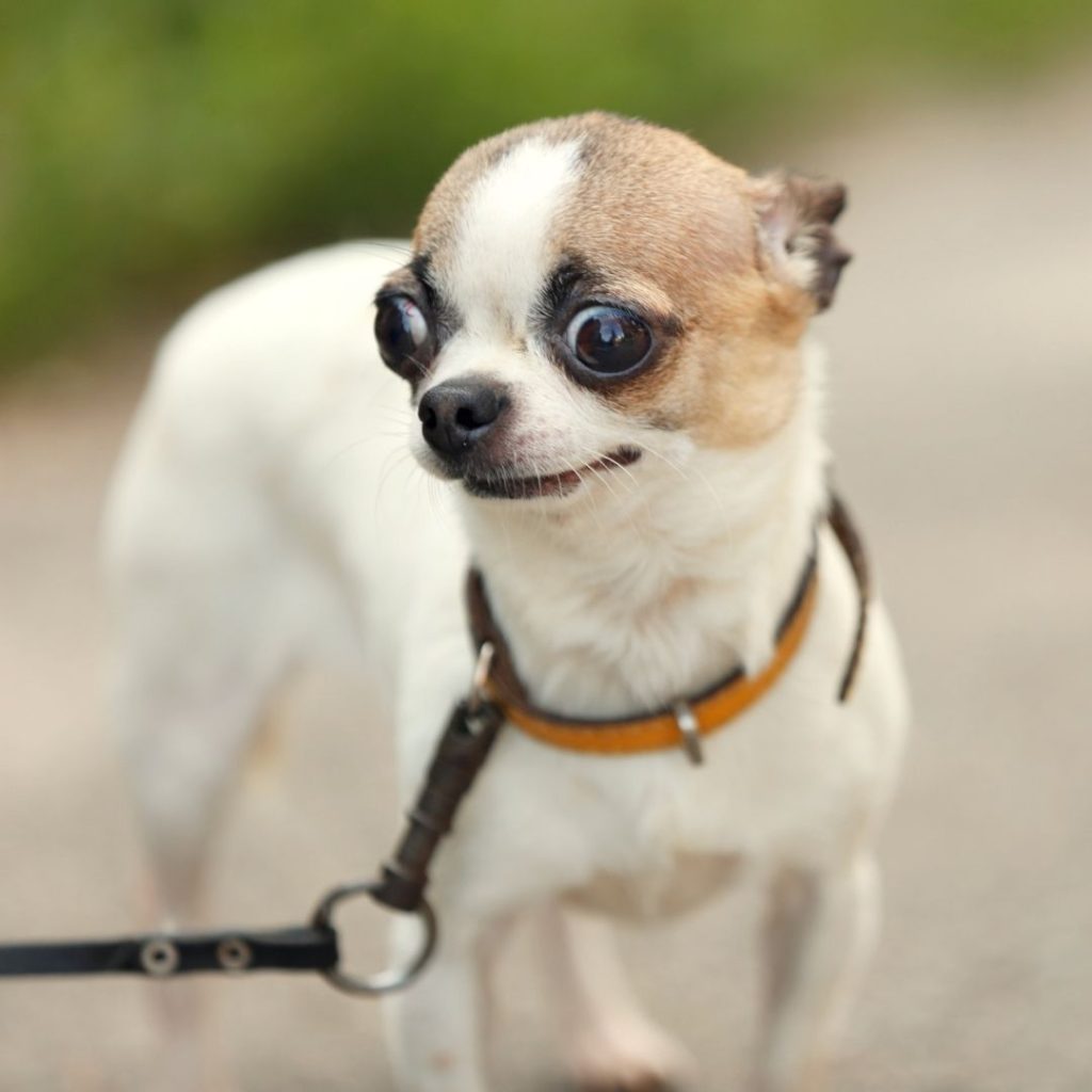 Why do Dogs Nibble on You? 6 Ways to Stop The Behavior