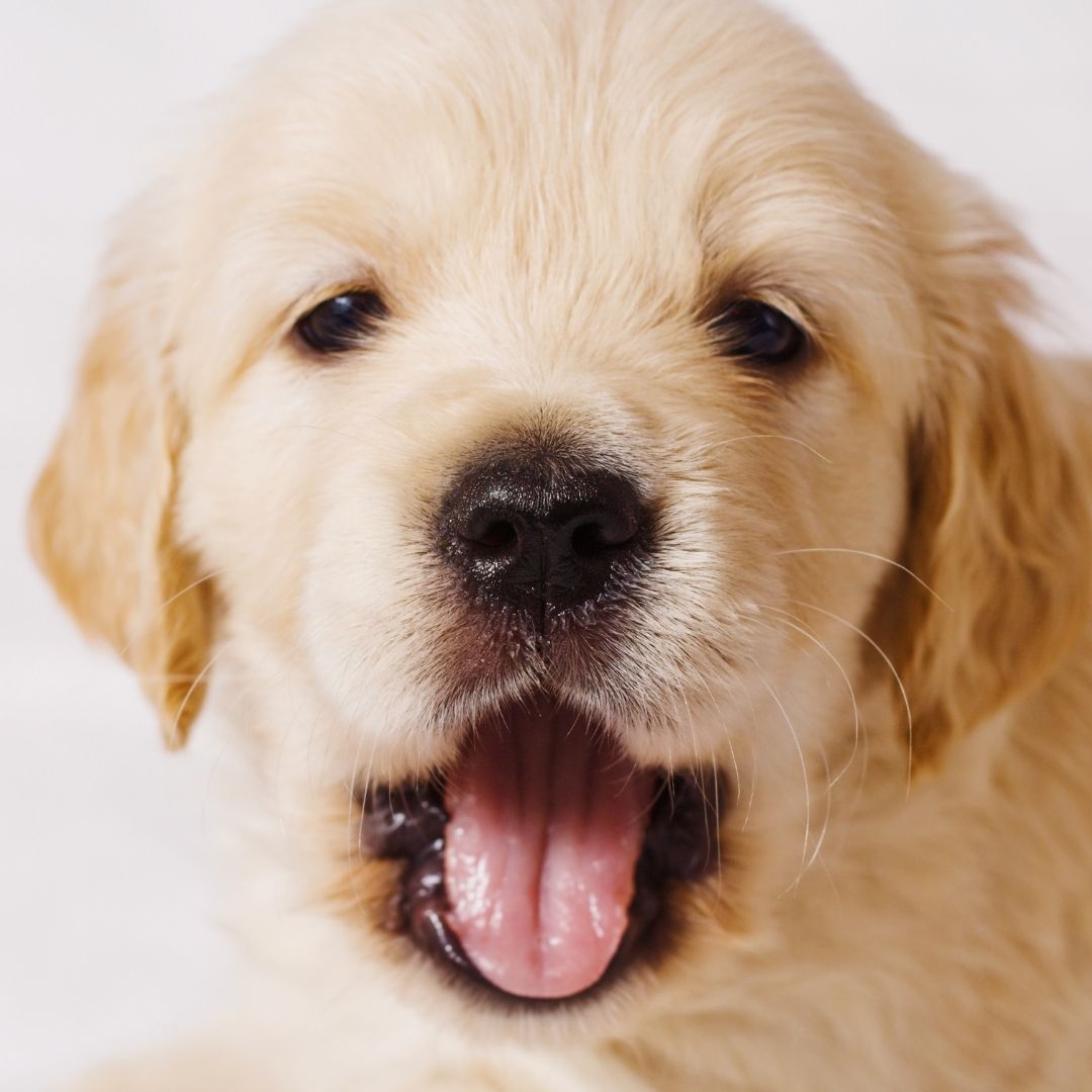 Do Dogs Have Tonsils? 4 Causes of Tonsilitis + 5 Obvious Symptoms
