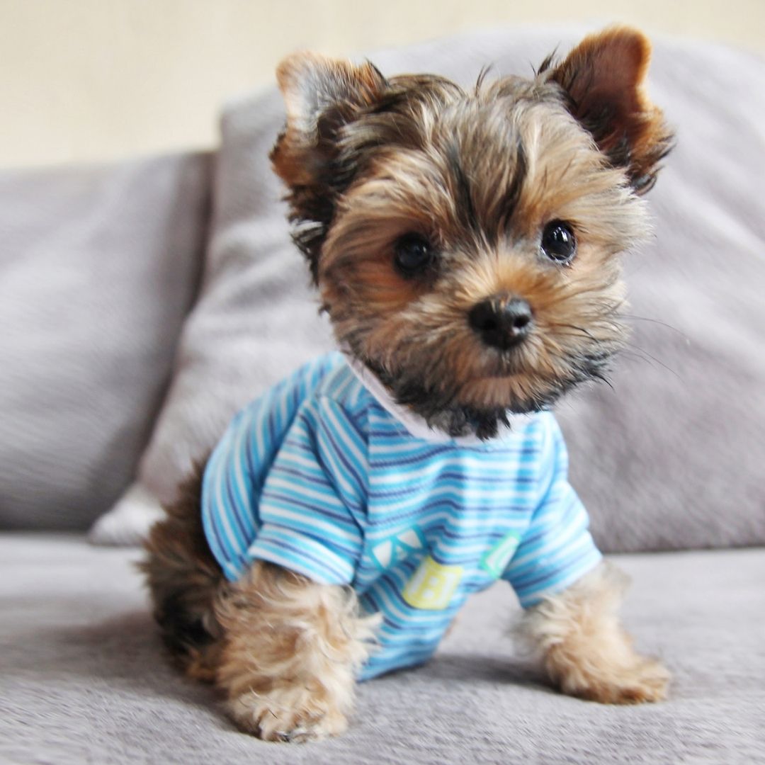 Can Dogs Eat Water Chestnuts? 4 Benefits + 4 Ways To Eat