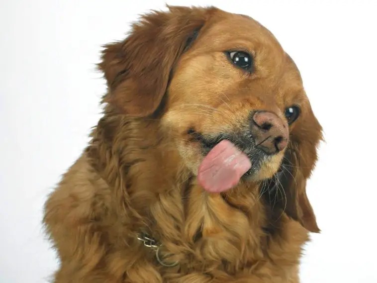 Should My Dog Wear A Collar All The Time? + 7 Tips To Wear Collar Safely