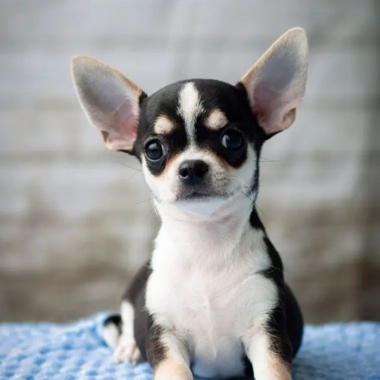 Are Chihuahuas Hard To Potty Train? 8 Reasons + 3 Best Tips